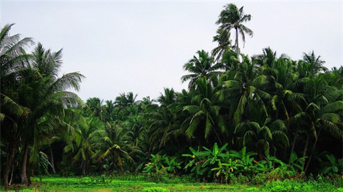 越南有个地方叫大什么地（越南的大小）